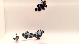 Bullet Hole Black Snowflake Clownfish [upl. by Melita571]