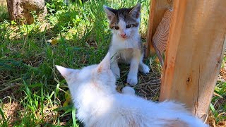 Cute kittens are playing These kittens are very beautiful [upl. by Richma]