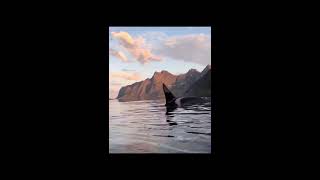 FJORD  Kayaking with killer whales killerwhale kayaking [upl. by Johny]