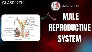 Male Reproductive System  Class 12th Biology  CBSEHaryana Board  Part  1 [upl. by Hutchings]