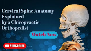 Cervical Spine Anatomy Explained by a Chiropractic Orthopedist [upl. by Gardiner]