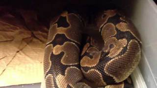 Ball python PRE LAY SHED [upl. by Laresa457]