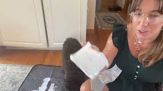 Dog Diaper Liners Review  Ultimate Absorption amp Comfort [upl. by Tomas636]