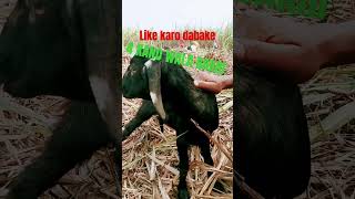 BAKRU KE 4 KAN H BHAIvirelshortvideo funny virelshortsvideonowshort [upl. by Rehptosirhc107]