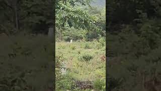 Deers travel forest youtubeshorts trending video reels [upl. by See]