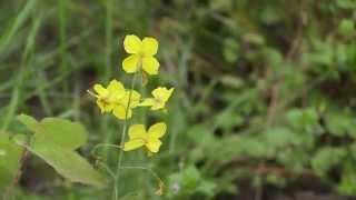 Epimedium pinnatum  Elfenblume Barrenwort [upl. by Guenzi241]