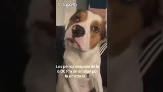 Multa por un perro ladre en arraijan 🤣🤣🤣🤣cosas que solo se ven en Panamá 🤣🤣🤣 [upl. by Jilly]