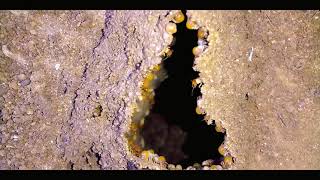 termites building mounds time lapse [upl. by Ahsaten594]