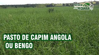 Pasto de capim Angola ou bengo [upl. by Lalib]