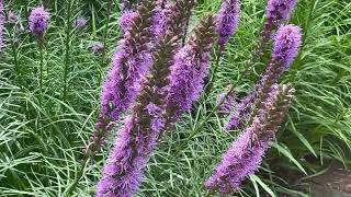 Blazing Star Plant Profile [upl. by Acim]