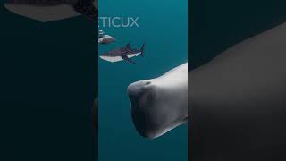 Whale Size Comparison 3D  3D Real Scale  3D Comparison  3D Animation [upl. by Ahsercel]