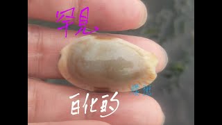 台灣 潮間帶寶螺 EP2｜Looking for intertidal Cypraeidae seashells of Taiwan｜潮間帯の貝殻 [upl. by Naliorf808]