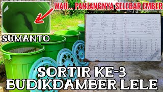 SORTIR KE3 LELE BUDIKDAMBER  BUDIKDAMBER 009 [upl. by Atinrahs627]