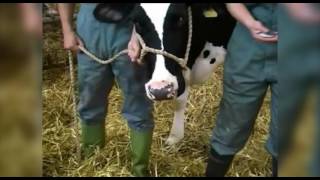 Cattle restraint methods [upl. by Oswin]