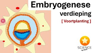 Embryologie Van zygote tot embryo week 1  4  Voortplanting [upl. by Rudie]