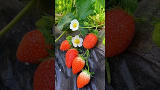 How Does 🍓Strawberry Fruit Taste 🍑🍓🥭 shorts fruit trendingvideo [upl. by Giannini]