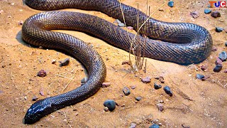 Most Venomous Snake in The World😲  Inland Taipan in Hindi  TUC [upl. by Idolem]