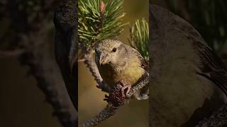 Parrot Crossbill Eating Pine Cone wildlife animals earth parrot [upl. by Solokin763]