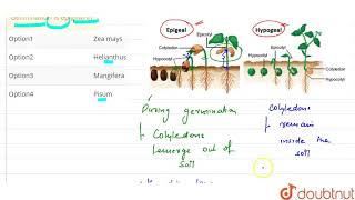 Germination is epigeal in [upl. by Aerdua502]