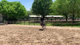 Windhover miss America winning 2ft ushja [upl. by Lodhia]