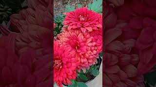 Red chandramallika my garden chandramallika homegarden flowersgarden flowers youtubeshorts [upl. by Thomson]