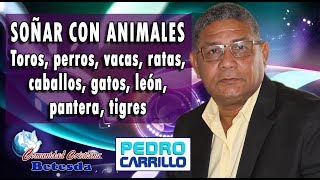 N° 095 quotSOÑAR CON ANIMALES TOROS VACAS PERROS RATAS CABALLOS GATOSquot Pastor Pedro Carrillo [upl. by Cornish]