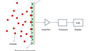 What are biosensors [upl. by Downe120]