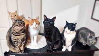 まるで“猫会議”をしているみたい？ 偶然集まった「3匹の猫たち」の交流が可愛すぎる [upl. by Joost]