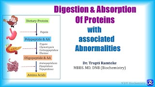 1 Digestion amp absorption of proteins  Amino Acid Metabolism  Biochemistry  NJOY Biochemistry [upl. by Mialliw]