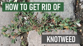 How to Get Rid of Knotweed 4 Easy Steps [upl. by Tommy]