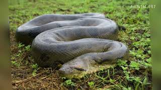 Top 5 Fascinating Facts About the Anaconda  The Giant Snake of the Amazon [upl. by Fia]