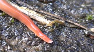 The Australian Flatworm Australoplana Sanguinea [upl. by Ettenauq53]