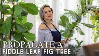 How to Propagate a Fiddle Leaf Fig Tree Ficus Lyrata A Complete Beginners Guide [upl. by Eednus]