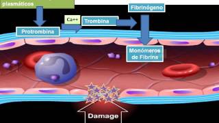 13 hemostasia coagulacion y fibrinolisis 2 [upl. by Cummins]