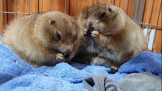 You and I will be fascinated when watching prairie dogs chewing food [upl. by Kellda]