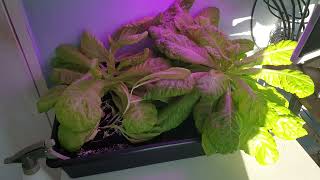 Sunlight vs Multiband LEDs The Lettuce Growth Showdown [upl. by Ibrab548]