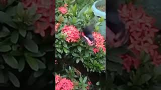 beautiful butterfly kissing the santan flower so muchamazingsofunnytrendingytshorts [upl. by Rosenwald]