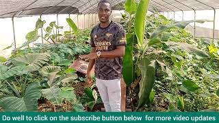 Our First Snail Farm Green House Project in Cameroon [upl. by Aliled]