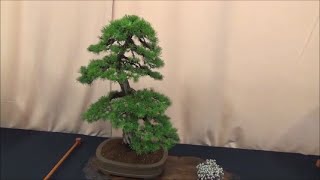 Middlesex bonsai Society  Annual bonsai show [upl. by Inami]