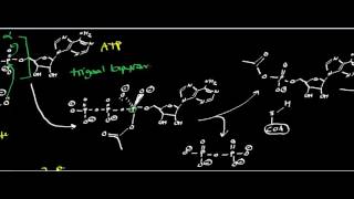 AcetylSCoA Synthetase Physiology Biochemistry and Mechanism [upl. by Kerin]