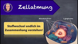 Zellatmung  einfach erklärt [upl. by Daffodil318]