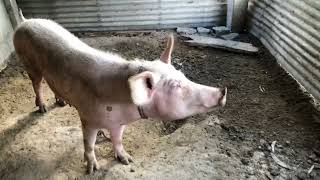 Small piggery update philippines [upl. by Ashleigh]