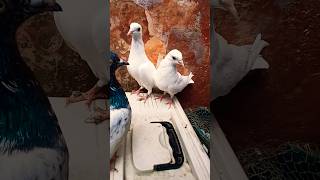 song pigeons pigeonbaz hindichildrenssongs giribaazkabutar kabootar pigeonkabutar [upl. by Maier]