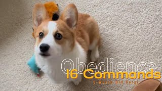 The 16 Commands that a 5MonthOld Corgi Understands 📑｜Bilingual Dog｜Dog Training [upl. by Bartlett743]