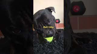 It’s ball time  🎾🎾🎾🎾🎾dog doglovers cutedog cute [upl. by Oina]