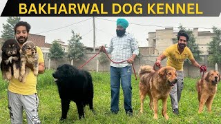 3 GIANT BREEDS KENNEL  BAKHARWAL GADDI AND TIBETAN MASTIFF  KENNEL IN PUNJAB [upl. by Ahsitel]