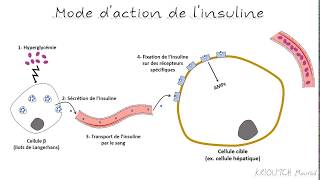 Le mode daction de linsuline [upl. by Waylen2]