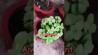 Ajwain plant medicinalplants shortvideo roofgardening [upl. by Ondrej]