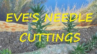 How to Take Eves Needle Cuttings 🌵🌵🌵 [upl. by Outhe]