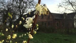 Lonicera Wintergeissblatt [upl. by Gabrielli]